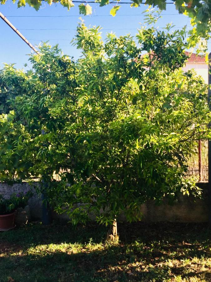 Holiday Home Casa Bianca Sukošan المظهر الخارجي الصورة
